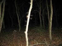 Chicago Ghost Hunters Group investigates Robinson Woods (157).JPG